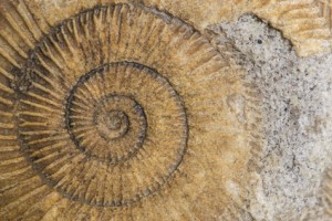 Dactylioceras, ammonite fossile, Schlaifhausen, Germania