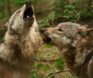 Zwei Wölfe streiten um dein Herz