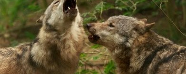 Zwei Wölfe streiten um dein Herz